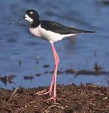 a black-necked stilt stands on disproportionately long legs