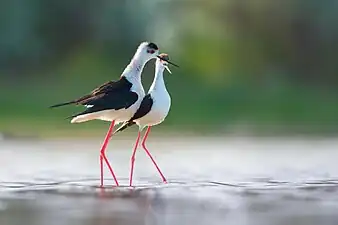 Pair exhibiting courtship behaviour, Kinburn Peninsula, Ukraine