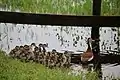 An adult Black-bellied Whistling Duck and sixteen ducklings in Parrish, Florida