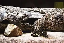 Smallest wild cat in Africa, the black-footed cat (Felis nigripes).