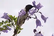 Male bird feeds on nectar from a Jacaranda flower