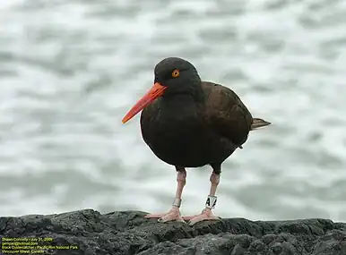 Black oystercatcher with leg band