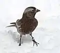 Sandia Peak - New Mexico