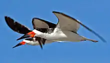 A striking image of two birds in flight. They are black on their backs and white on their bellies. Their beaks are a bright orange-red near their mouths with black at the tips.