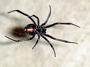 Female with typical red hourglass on abdomen