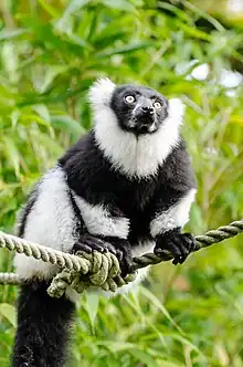 Black and white lemur