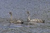 Cygnets, Tasmania