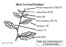 A black tea leaf grading diagram