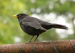 Blackbird (male)