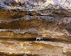 Sindh wild goats in the park