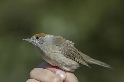 ringed female, Malta