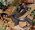 Black racers wait for prey in dry leaves and brush.