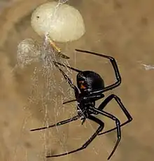 Female with egg sac