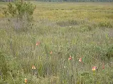 Christmas bells in sedge heath near Surveyors Creek