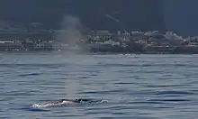 Bryde's whale off La Gomera