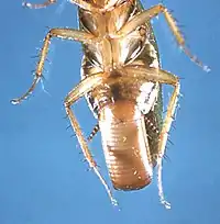 Female cockroach (Blatella germanica) with ootheca