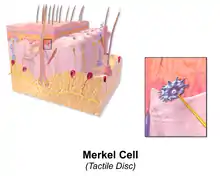 Illustration of skin Merkel cell