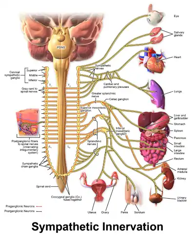 Schematic Illustration of Sympathetic Innervation