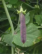 Pisum sativum (Peas); note the leaf-like stipules