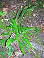 Hard Fern (Blechnum spicant) in the Linn Glen. Note the vertical fertile fronds typical of this species.