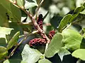 Male flowers on a carob tree in Cyprus, which emanate a strong cadaverine odor