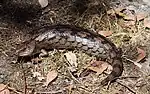 Blue tongue skink