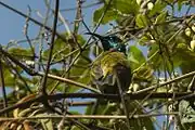 back view of greenish-brown sunbird with glossy blue head