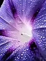 Close-up of a blue morning glory flower (Ipomoea indica)