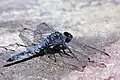 Blue basker dragonfly (Urothemis edwardsii)