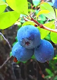 Close-up of bilberries in Eastern Siberia