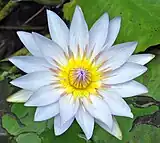 A flourishing, blue waterlily.