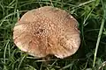 Blusher mushroom, Amanita rubescens