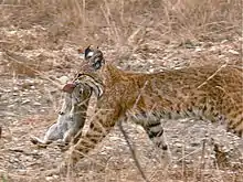 Bobcat wlaking with a dead rabbit hanging from its mouth