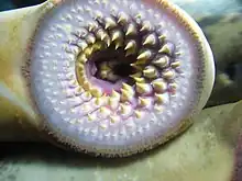 Mouth of a sea lamprey