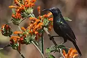 blackish-blue sunbird