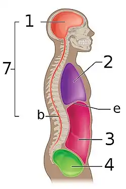 The abdominopelvic cavity is made up of the abdominal cavity 3 and the pelvic cavity 4.