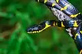 Mangrove snake