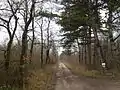 Forêt de Boixe in winter