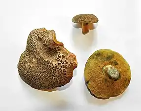 Mature picked specimens