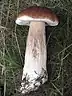 A brown-capped mushroom lying flat on the grass with a white or light-brown coloured stem that gradually gets thicker, so as to roughly resemble the shape of a club.