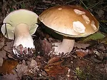 photograph of cep mushrooms growing in woodland