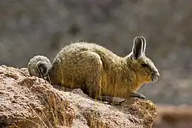 Bolivian vizcacha