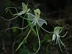 Bonatea polypodantha