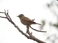 Booted warbler seen in Udumalpet, Tamil Nadu, India