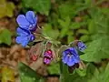 Flowers of Pulmonaria officinalis