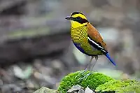 bird with yellow-and-black striped head, brown back and black-barred yellow underparts