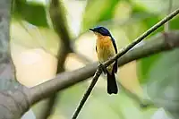 Blue flycatcher with orange belly