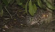 Leopard crouching under leaves at night