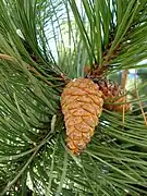 Foliage and cone of subsp. nigra