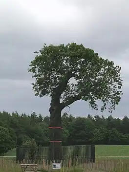 The Royal Oak as it appeared in 2011. It was further distanced from visitors after serious cracks were discovered in Autumn 2010.